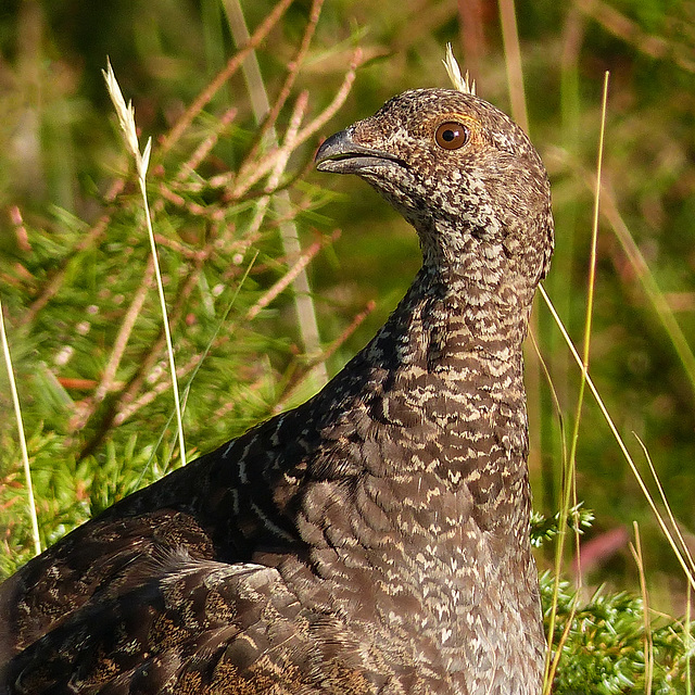 Dusky Grouse female