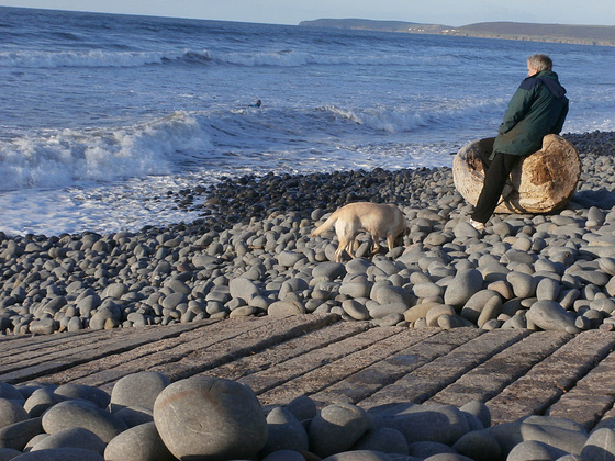 Poor doggie couldn't go for a run on the beach