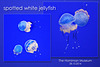 Spotted white jellyfish - Horniman Museum 28 10 2014