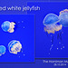 Spotted white jellyfish - Horniman Museum 28 10 2014