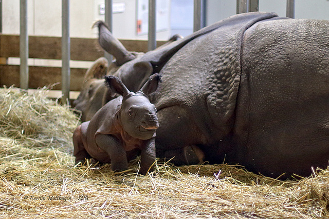 Nashorn und Nashörnchen (Wilhelma)