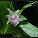 Cochleanthes Molière x Bolleanthes Lafontaine purpurea