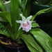 Cochleanthes Molière x Bolleanthes Lafontaine purpurea (2)