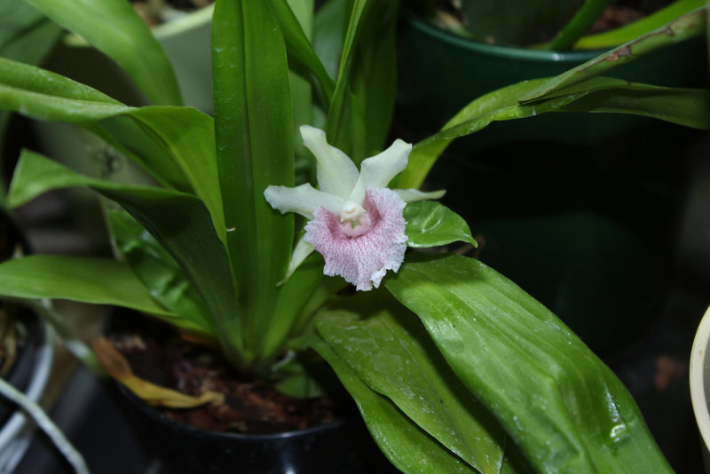 Cochleanthes Molière x Bolleanthes Lafontaine purpurea (2)