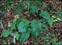 Patience - Rumex sp