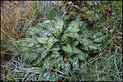 Pulmonaria officinalis