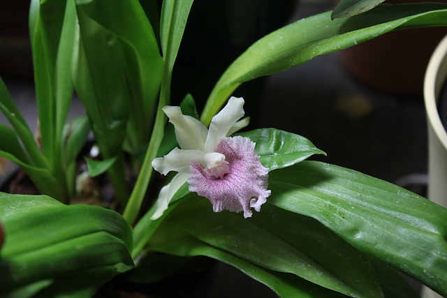 Cochleanthes Molière x Bolleanthes Lafontaine purpurea (3)