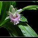 Cochleanthes Molière x Bolleanthes Lafontaine purpurea (4)