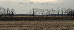 Sky and Field