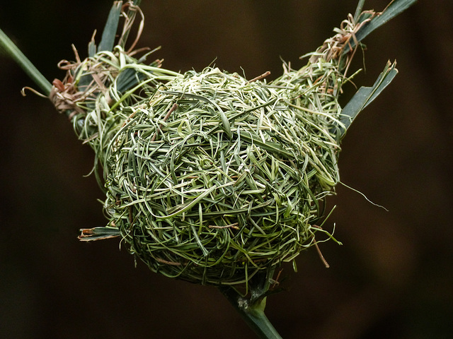 Taveta Golden Weaver's nest