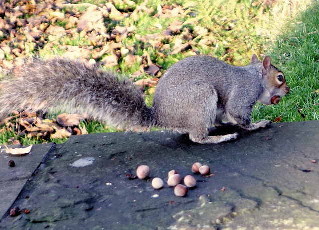 Grey squirrel (2 of 3).