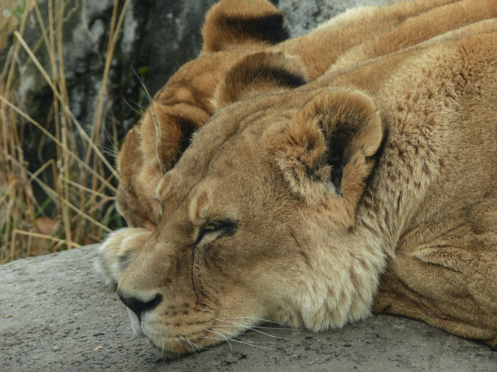 Nap-time for two old ladies