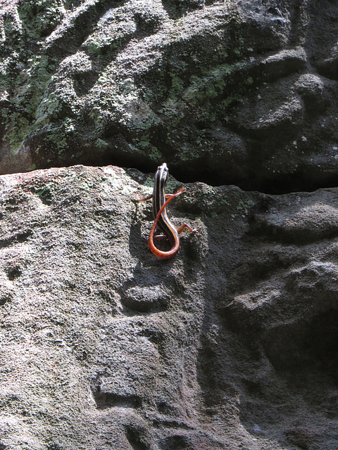 Preah Khan : mini-lézard.