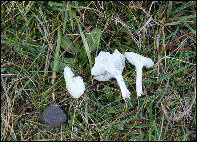 Hygrocybe nivea