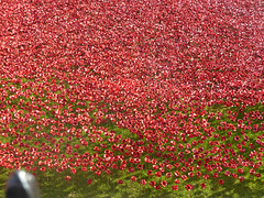 The sea of ceramic poppies