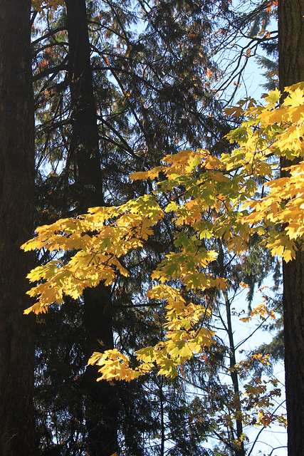 Autumn Color and Sunshine