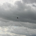 IMG_0174 IMG_0174