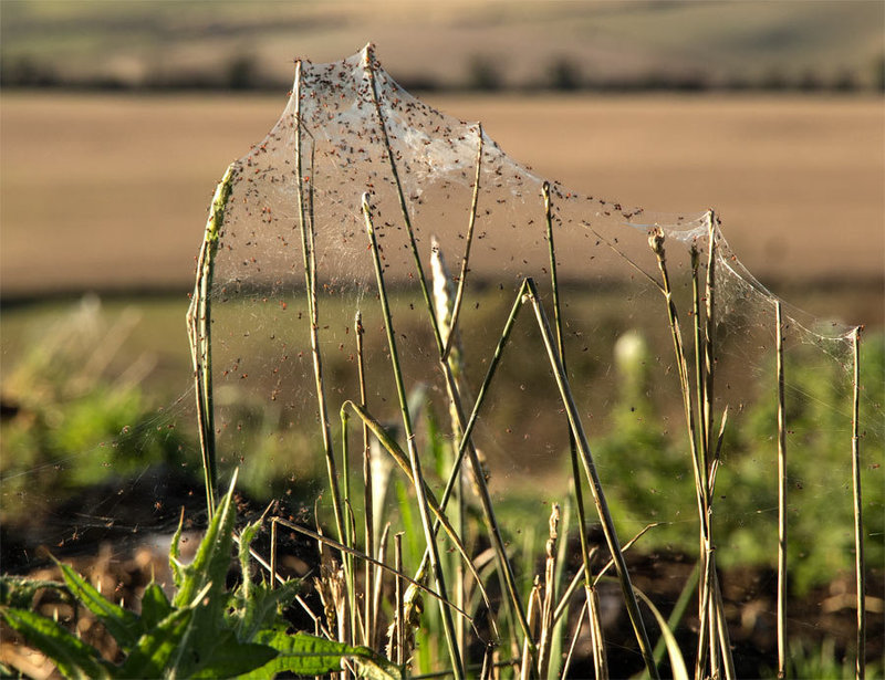 spiders hatching in the sunshine