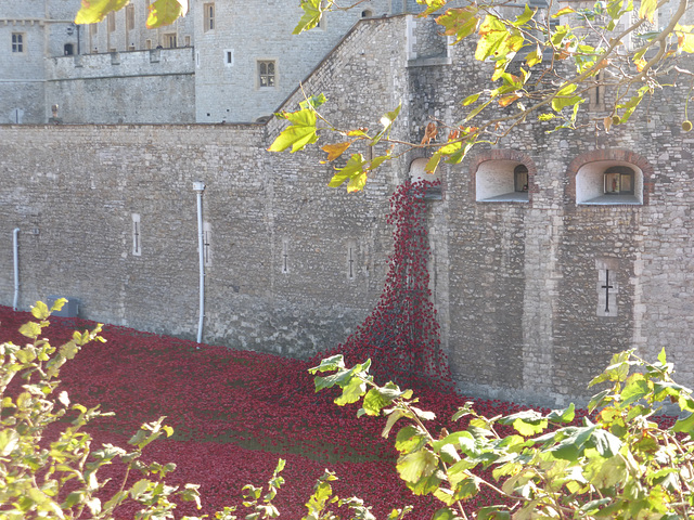 The sea of ceramic poppies