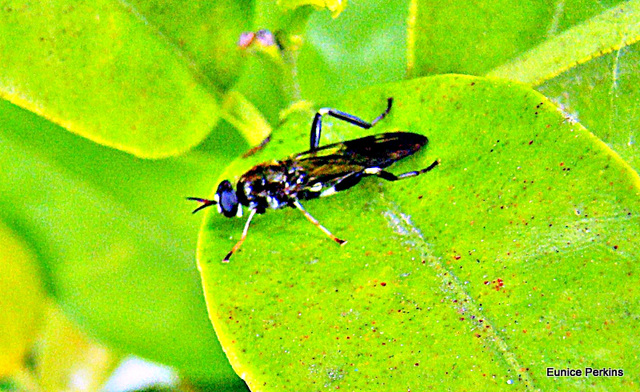 Insect on tangelo leaf