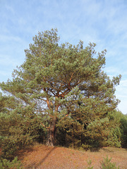 Kiefer in der Kummersdorfer Heide