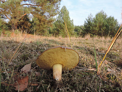 Gut getarnt im Kiefernwald