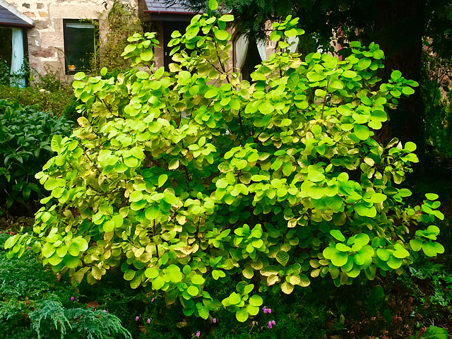 Cotinus Coggygria "Golden Spirit" Ancot