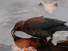 Rusty Blackbird - the leaf flipper