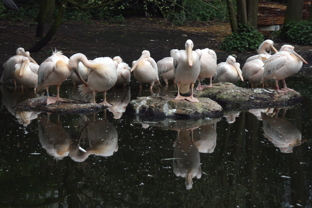 Dierentuin Emmen