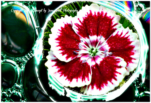 Flower in a bubble ;-)