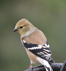 American Goldfinch