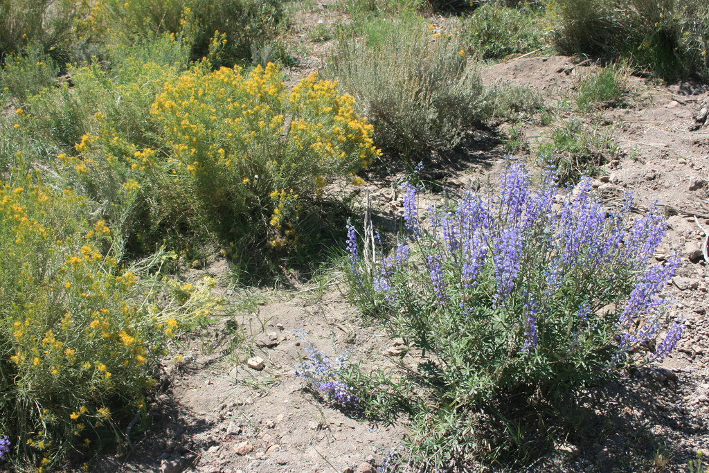 Lupine & rabbitbrush