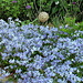 Phlox divaricata ' Cloud Of Perfume '