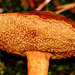 Peppery Bolete. Chaciporus piperatus (mushroom with pores).