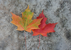 maple leaf 1