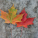 maple leaf 1