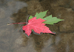 maple leaf  2