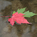 maple leaf  2