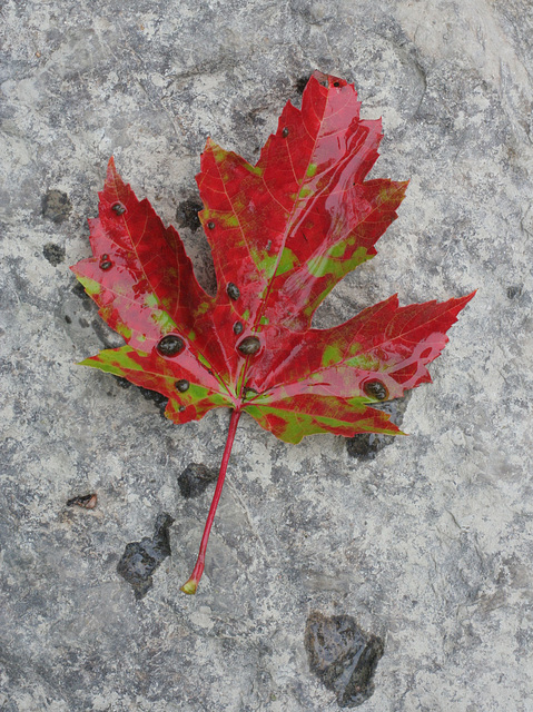 maple leaf  3