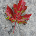 maple leaf  3