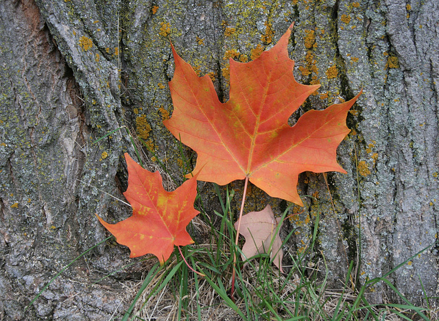 maple leaf  4