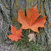 maple leaf  4