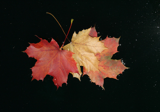 maple leaf nebula/nébuleuse de la feuille morte
