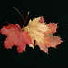 maple leaf nebula/nébuleuse de la feuille morte