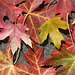 maple leaf 5