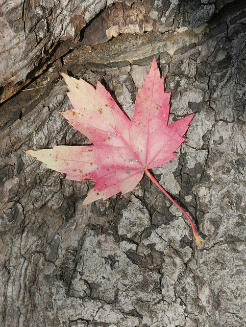 maple leaf 6