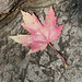 maple leaf 6