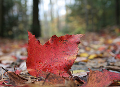 maple leaf 7