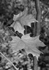 maple leaf 8