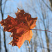 maple leaf 9